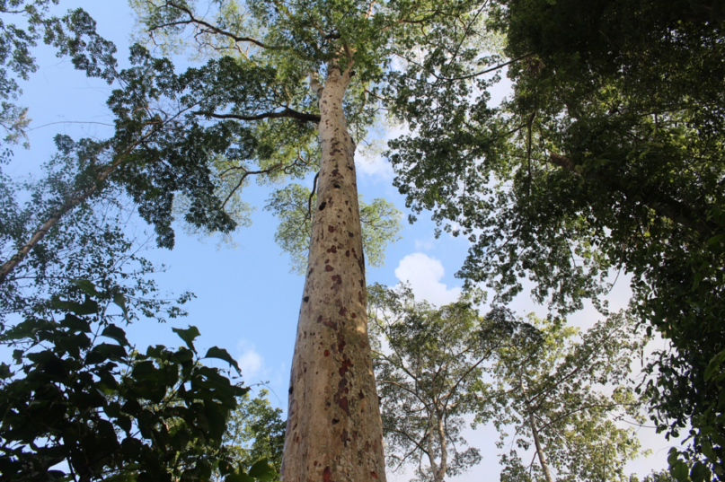 Afrormosia Kereste (Gold Teak)